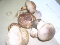 AGARICUS 